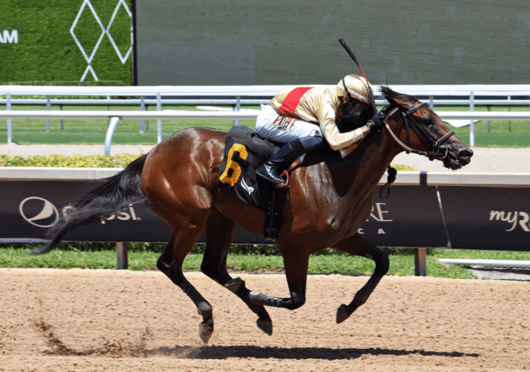 The Daily Routine of a Professional Racehorse